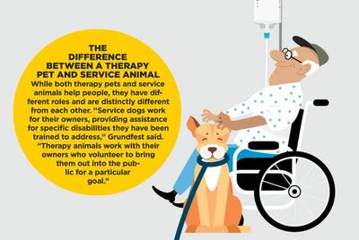 How Therapy Pets Comfort People In Times Of Need Mountainview Hospital