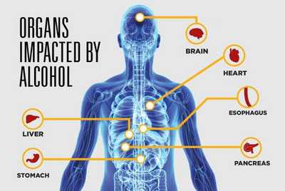 Alcohol s Impact on Your Organs MountainView Hospital