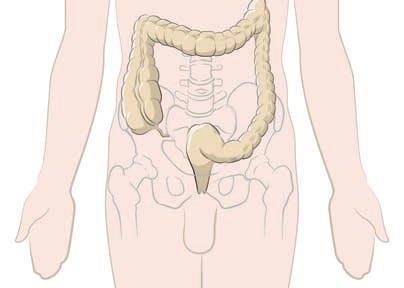 Diagram of the colon and rectum, as part of the large intestine